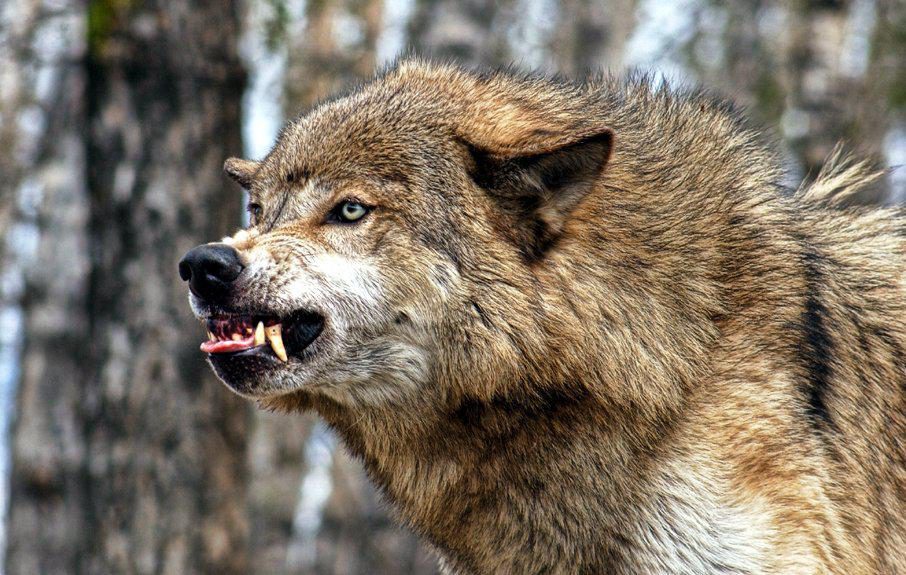 Фото агрессивного волка